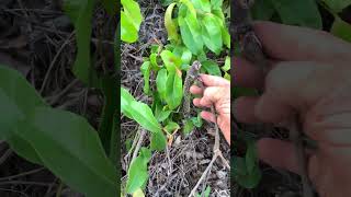 Ô dây Gắm rừng sđt 0793215680