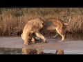 CUTE LION CUBS PLAYING