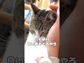 【保護猫】食いしん坊な夢を見る猫