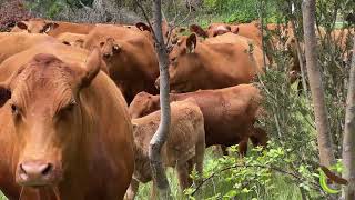 Richard Makim - Grass Finished Beef - Regenerative Grazing a Farming Revolution in Australia