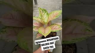 AGLONEMA NUSANTARA|| MINAT  》W.A : 088228782964 Jarang Beredar aglaonema