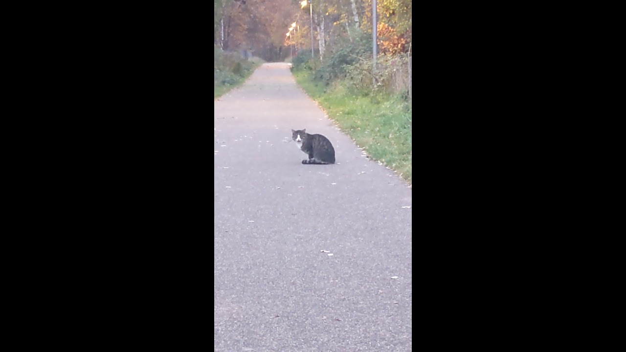 Kitty Says Hello To All Who Listen ViralHog
