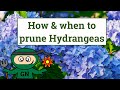 How and when to prune Hydrangeas