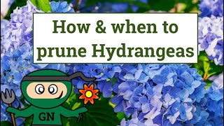 How and when to prune Hydrangeas