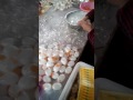 البيض الاصطناعي البيض الاصطناعي
