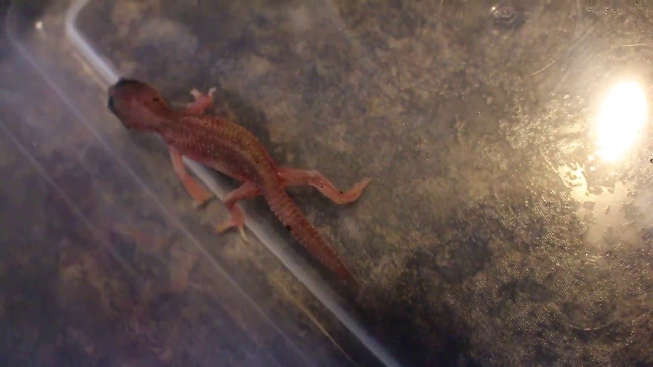 how to video while playing music TRANSLUCENT LEOPARD GECKO HATCHLING 04-17-17