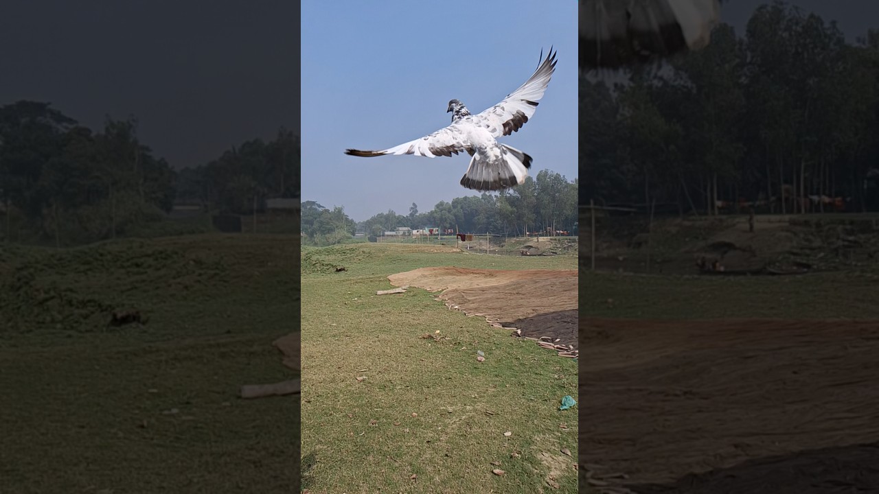 Flying pigeon aura 🥵💥 