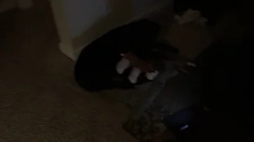 Woman fucks a dog