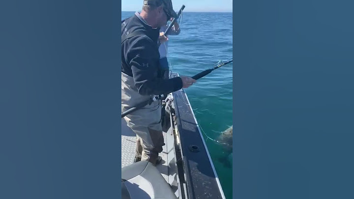 Massive 100lb halibut with one handed Harpoon shot
