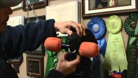 Force Fetch Video One