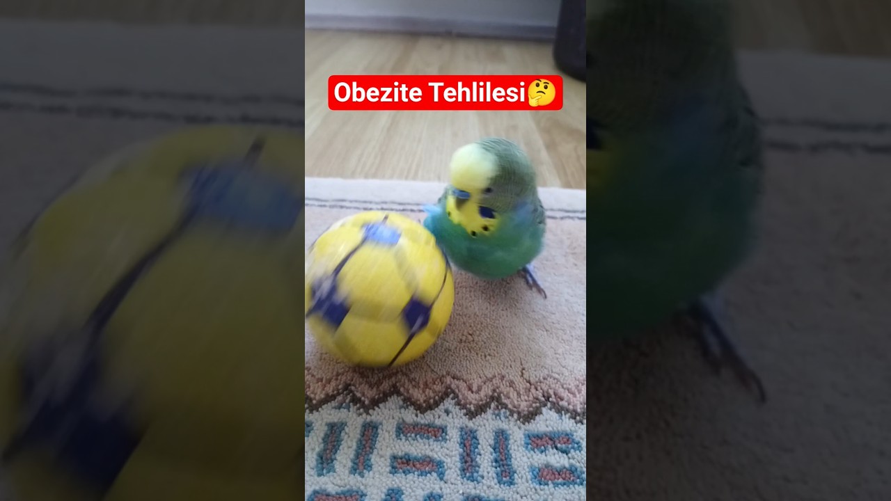 Muhabbet Kuşları Obezite Olur mu? Gerçekten Mümkün mü? 🐦 #muhabbetkuşu #birds #parrot #birdsong