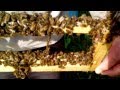 1. Beekeeping. Вывод маток.