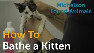 How to Bathe a Kitten