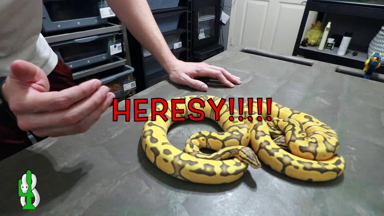 ball python breeders in ohio Ball Python Projects! Are the Best!!!