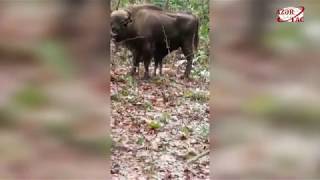 Şahdağ Milli Parkı Ilk Bizonunu Qarşıladı