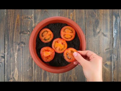 Video: Piantare 100 pomodorini dolci: come coltivare una pianta di pomodori dolci 100