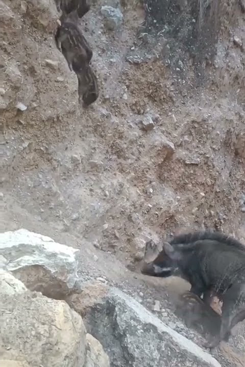 A sleeping mom teaches her little ones about the wicked life in the wilderness
