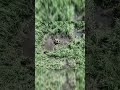 ВЛАШТОВУЄМО ПЕКЛО ОКУПАНТАМ! Бригада РУБІЖ