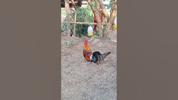 gà rừng ăn sáng.qaib qus noj tshaig