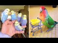 Baby Animals 🔴 Funny Parrots and Cute Birds Compilation (2020) Loros Adorables Recopilación #29