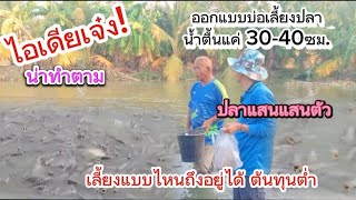 เลี้ยงปลาเป็นแสนแสนตัวน้ำตื้น 30-40ซม.ไม่ตาย#เลี้ยงง่ายๆด้วยสูตรลดต้นทุน,ปลาตัวโตสะอาด น่าทำตาม"