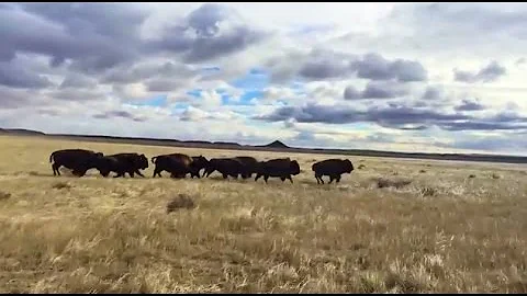 Celebrating One Year of the Laramie Foothills Biso...