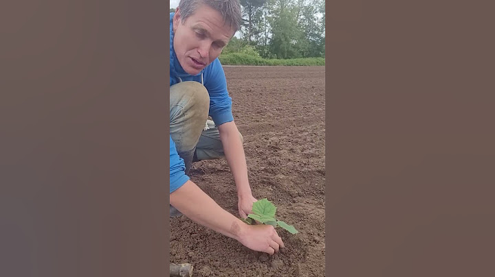 Planter le Paulownia - #ArbrePaulownia- #WeGrow #France  #paulownia #bois #agriculture #co2