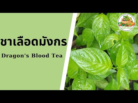ประโยชน์ของชาเลือดมังกร | Dragon &rsquo;s Blood Tea | กินผักเป็นยา