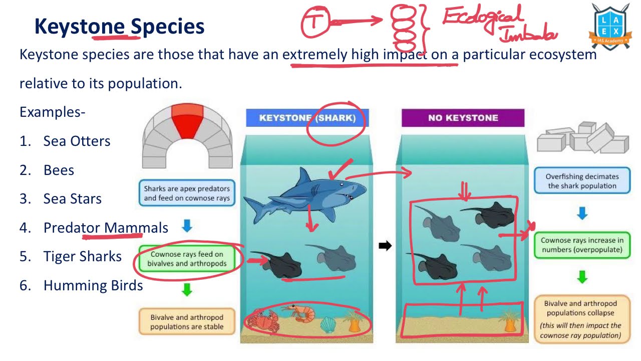 Keystone Species - Definition, Examples, Importance