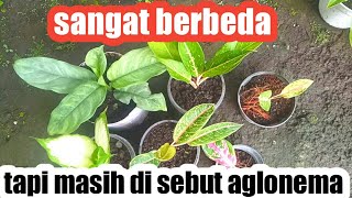 AGLAONEMA ITU SAMA DENGAN dieffenbachia ||Tapi ada perbedaannya di kedua tanaman ini