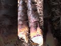 筍刈り、自然のものを食し身体を整える、収穫直ぐならアク抜き不要