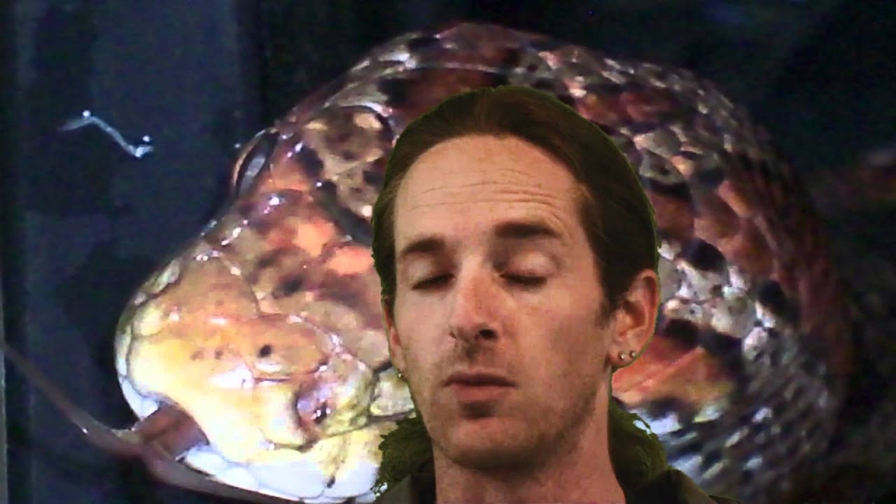 snake oil Reptile News: Big lizards in little places