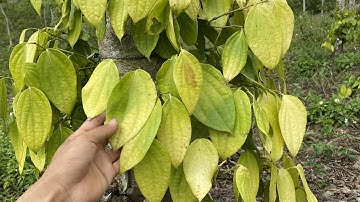 Những nguyên nhân làm cho cây hồ tiêu bị vàng lá, chậm phát triển.