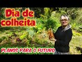 DIA DE COLHEITA NA ROÇA/PLANOS PARA O FUTURO/Bora pra Roça?