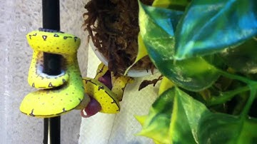 Green tree python feeding part 2