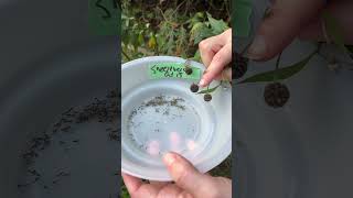 How to harvest Sneezeweed (Helenium autumnale)