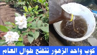 كوب واحد من هذا السماد يجعل الزهور تتفتح طوال العام اقوى 400مره من الاسمده الأخرى