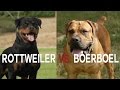 ROTTWEILER VS BOERBOEL - A BATTLE OF BIG DOGS