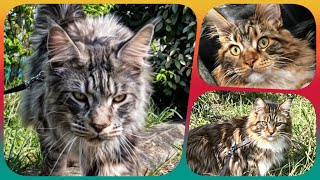 🌟🐾 Top10 Week 14 - Maine Coon Showtime! Your Ranking of Shorts with Sherkan & Shippie! 🐾🌟 133 by Maine Coon Cats TV 150 views 1 month ago 2 minutes, 38 seconds