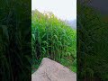 Beauty of Nature | Explore natural world | New viral vedio| Short vedio # Youtube #