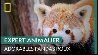 Voici d'adorables pandas roux