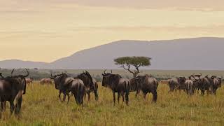 Serengeti Spectacle: The Great Wildebeest Migration