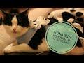 Кошки/Лечение кошек/Коты/Cats/Кошки в приюте/Помощь кошкам