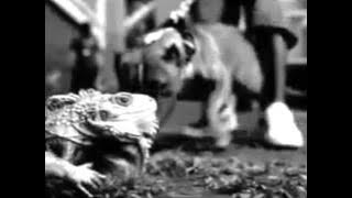 Daddy Yankee Ft Snoop Dogg Varios Artistas - Gangsta Zone Remix