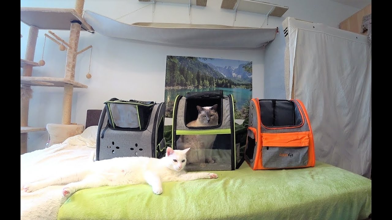 Katzen Rucksack Test (3 Sorten) - Für Gassi/Spazieren, Wandern uvm.