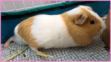 Best guinea pig noises of the wheek! (2021 Week 6)