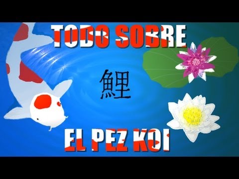 Video: Datos Sobre Los Peces Koi