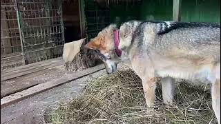 Волкособ Вук помогает разгребать сено после уборки