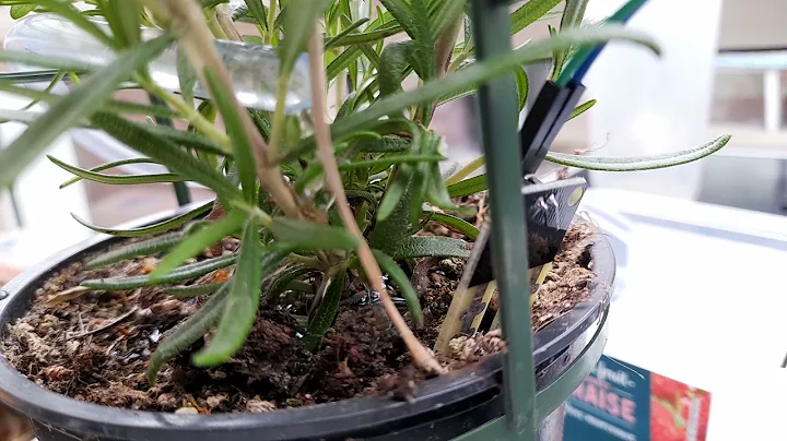 DIY Smart Plant