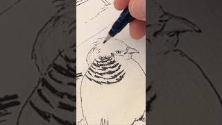Inking a golden pheasant for my travel journal. #goldenpheasant #ink #art #traveljournal #newmexico